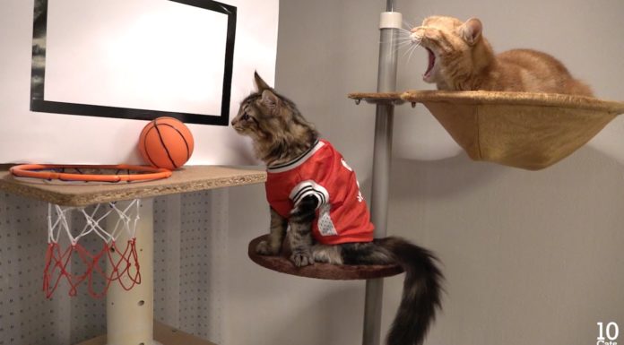 10 gatti giocano a basket