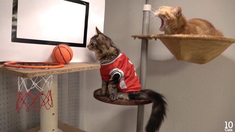 10 gatti giocano a basket