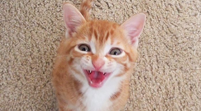 Marmalade da piccolo