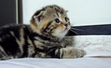 Gattini in ritardo per la cena