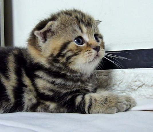 Gattini in ritardo per la cena