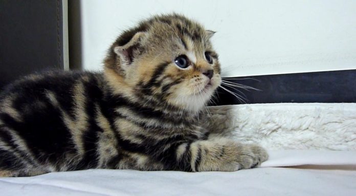 Gattini in ritardo per la cena