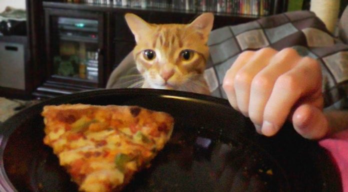 Come mangiare con un gatto intorno