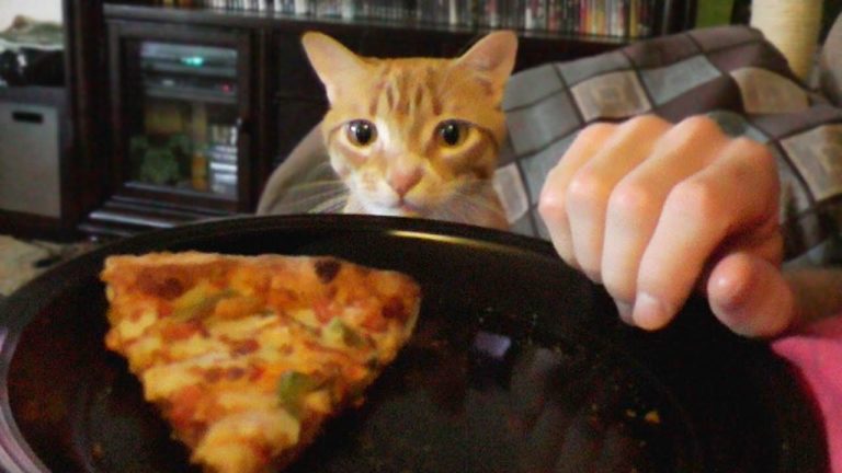 Come mangiare con un gatto intorno
