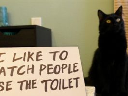 I gatti non conoscono la vergogna!