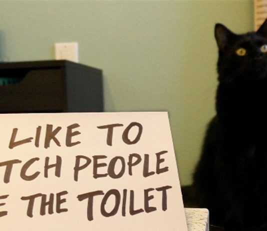 I gatti non conoscono la vergogna!