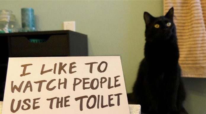 I gatti non conoscono la vergogna!