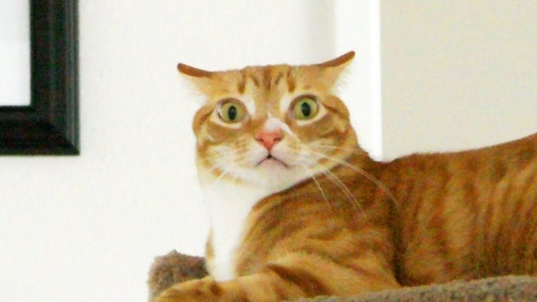 Le emozioni del gatto