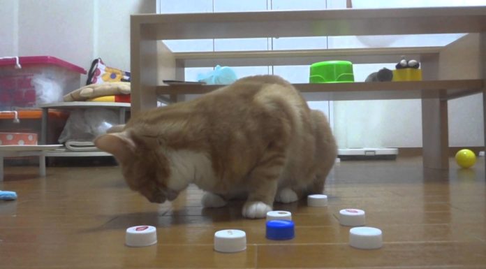 Trova il croccantino