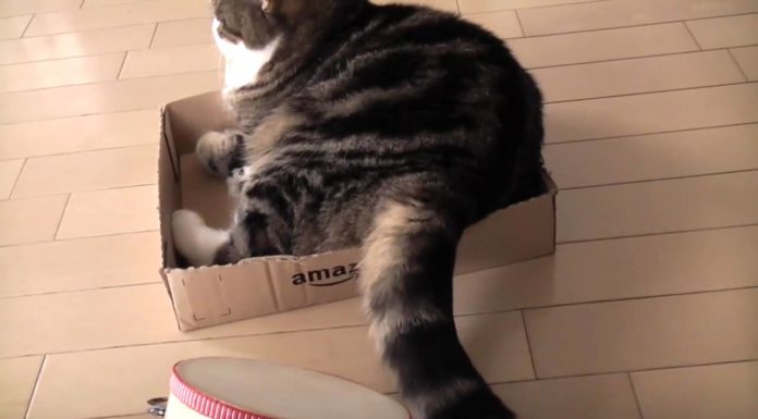 Maru suona il tamburello