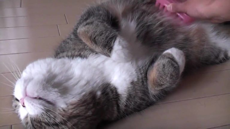 Toeletta per Maru