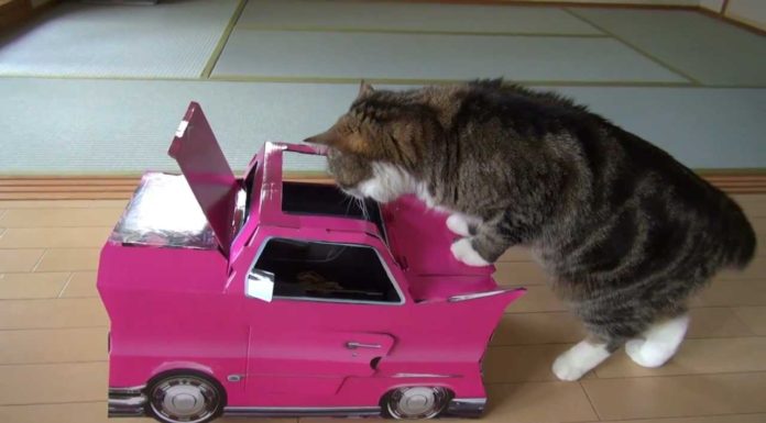 Maru vuole entrare nella macchinina