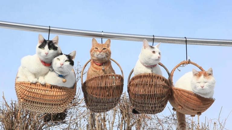 Gatti appesi dentro le ceste