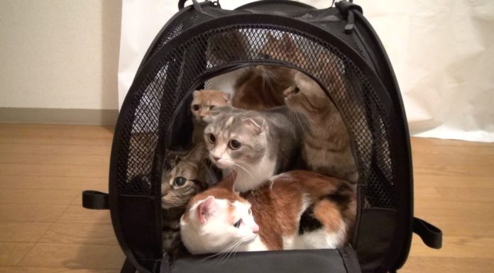 Un super trasportino pieno zeppo di miciotti Un super trasportino pieno zeppo di miciotti