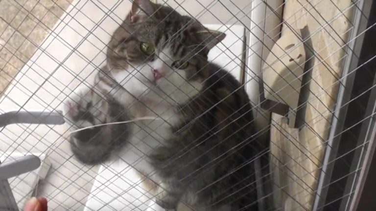 Maru in giardino