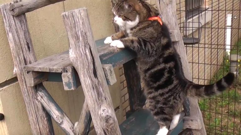 Maru sale sulla scala