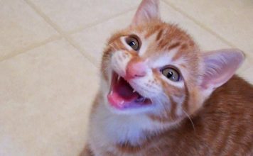 Quello che i gatti… dicono