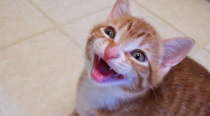 Quello che i gatti… dicono