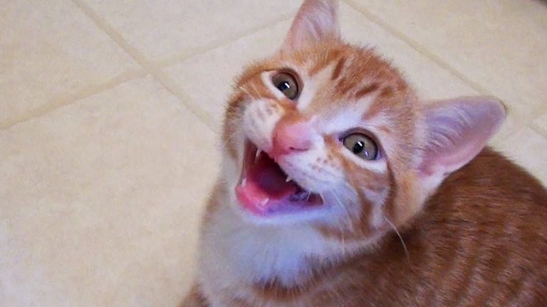 Quello che i gatti… dicono