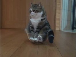 Maru nella bacinella di vetro