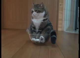 Maru nella bacinella di vetro