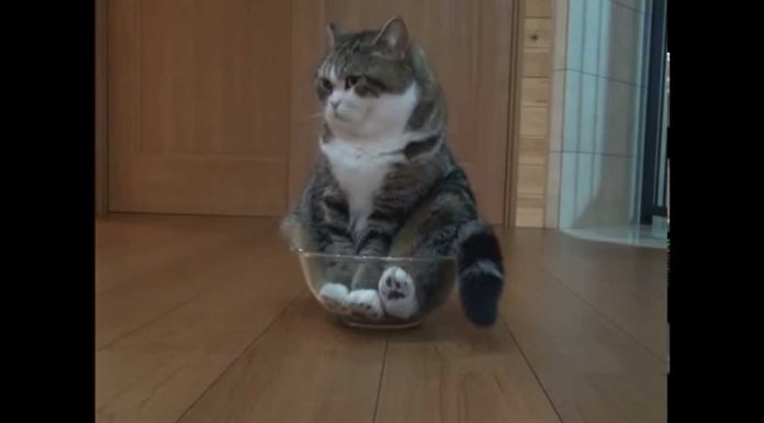 Maru nella bacinella di vetro Maru nella bacinella di vetro