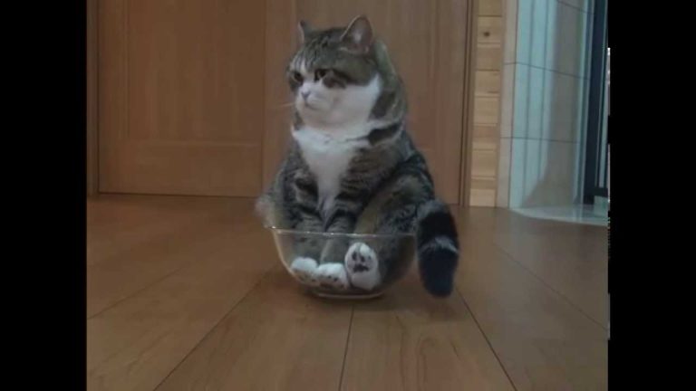 Maru nella bacinella di vetro