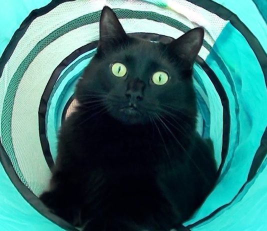 Buon compleanno Cole Compleanno Cole