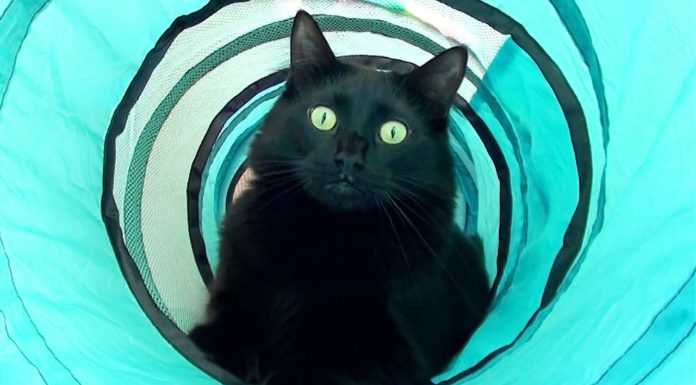 Buon compleanno Cole Compleanno Cole