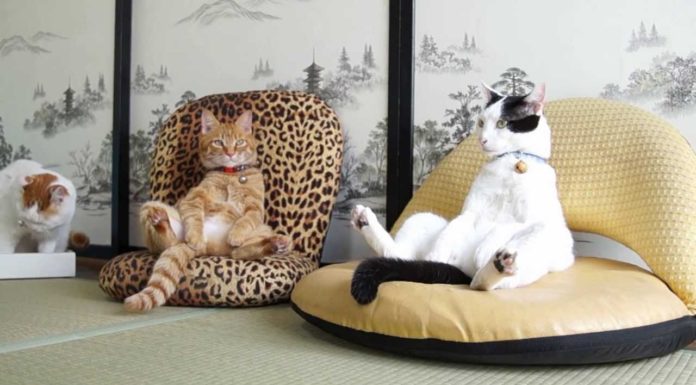 Gatti si riposano stando seduti