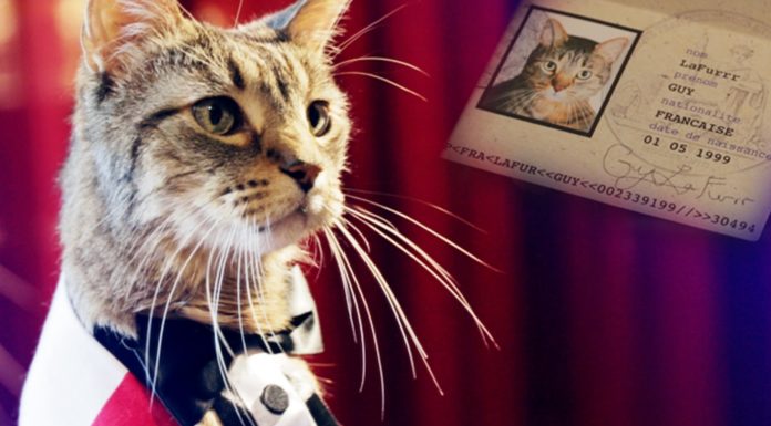 Gatto francese va in America