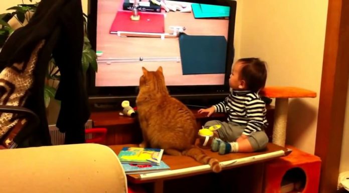 Gatto e bambino guardano la televisione insieme