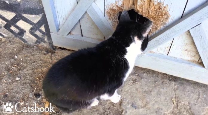 Il gatto che guarda “Cinquanta sfumature di grigio” Cinquanta sfumature di grigio