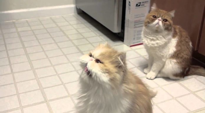 Cooper parla con il forno a microonde