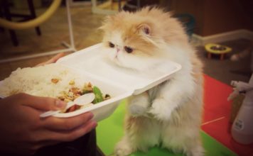 Cooper, gatto curioso Cooper, gatto curioso