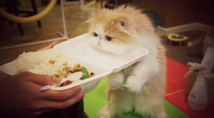 Cooper, gatto curioso Cooper, gatto curioso