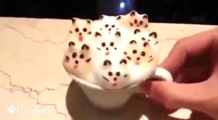 Cappuccino gattoso