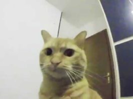 Gatto vs GoPro
