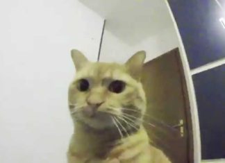 Gatto vs GoPro