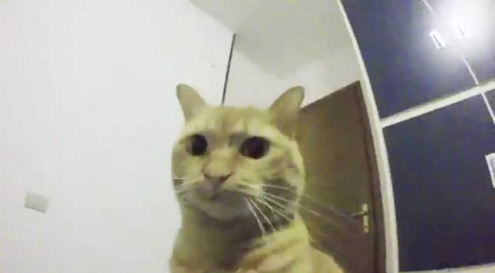 Gatto vs GoPro Gatto vs GoPro
