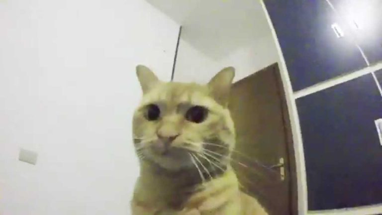 Gatto vs GoPro