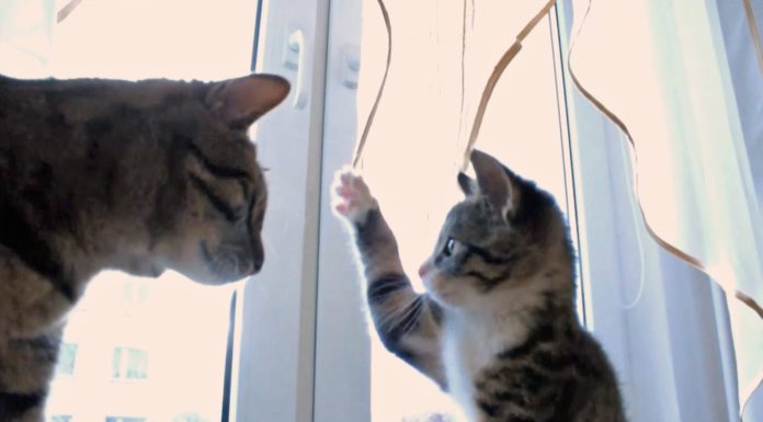 Nikita: prima e dopo