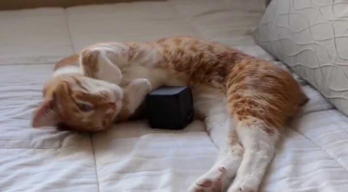 Anche i gatti amano la musica