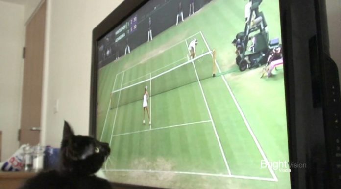 Che bello il tennis!