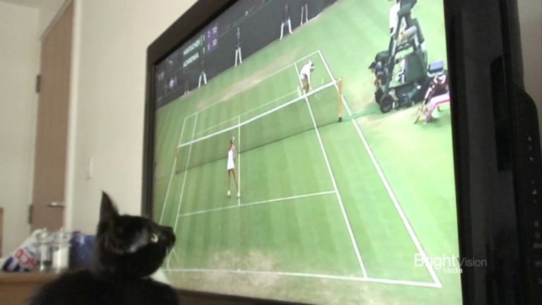 Che bello il tennis!