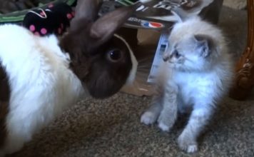 Gattino incontra coniglio