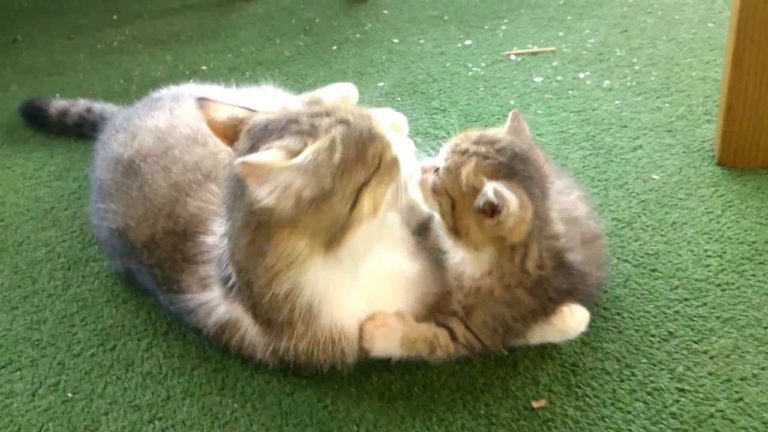 Mamma gatta e il suo cucciolo giocano insieme