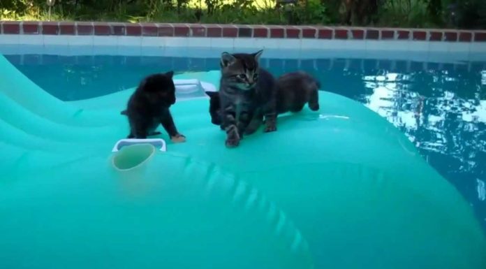 Gattini in piscina