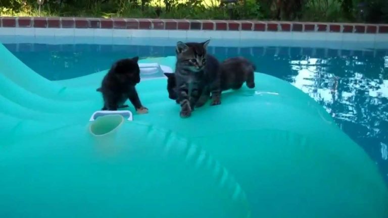 Gattini in piscina
