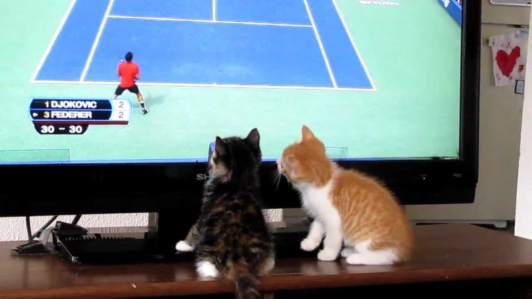 Gattini amanti del tennis